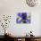 Purple Iris-Jamie & Judy Wild-Photographic Print displayed on a wall