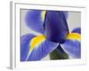 Purple Iris-Jamie & Judy Wild-Framed Photographic Print