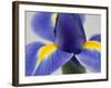 Purple Iris-Jamie & Judy Wild-Framed Photographic Print