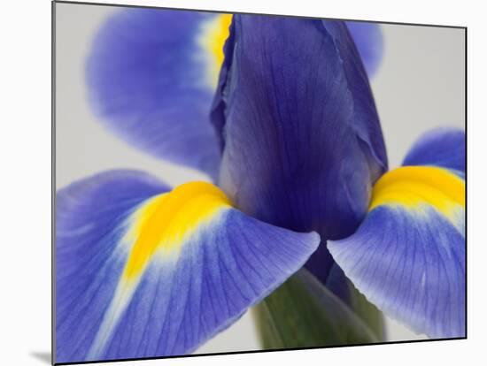 Purple Iris-Jamie & Judy Wild-Mounted Photographic Print