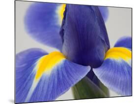 Purple Iris-Jamie & Judy Wild-Mounted Photographic Print