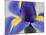 Purple Iris-Jamie & Judy Wild-Mounted Photographic Print