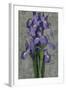 Purple Iris-John Seba-Framed Art Print