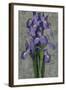 Purple Iris-John Seba-Framed Art Print