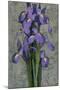 Purple Iris-John Seba-Mounted Art Print