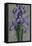 Purple Iris-John Seba-Framed Stretched Canvas