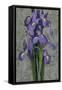 Purple Iris-John Seba-Framed Stretched Canvas