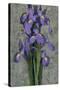 Purple Iris-John Seba-Stretched Canvas