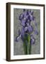 Purple Iris-John Seba-Framed Art Print