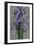 Purple Iris-John Seba-Framed Art Print