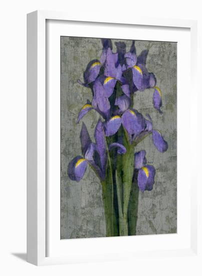 Purple Iris-John Seba-Framed Art Print