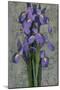 Purple Iris-John Seba-Mounted Art Print