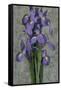 Purple Iris-John Seba-Framed Stretched Canvas