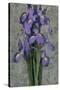 Purple Iris-John Seba-Stretched Canvas