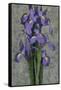 Purple Iris-John Seba-Framed Stretched Canvas