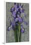 Purple Iris-John Seba-Framed Art Print