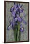 Purple Iris-John Seba-Framed Art Print