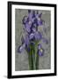 Purple Iris-John Seba-Framed Art Print