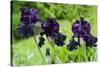 Purple Irises in Bloom Photo Print Poster-null-Stretched Canvas