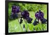 Purple Irises in Bloom Photo Print Poster-null-Framed Poster