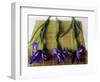 Purple Irises on a Bamboo Mat-Colin Anderson-Framed Photographic Print