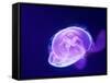 Purple Jellyfish-werny-Framed Stretched Canvas