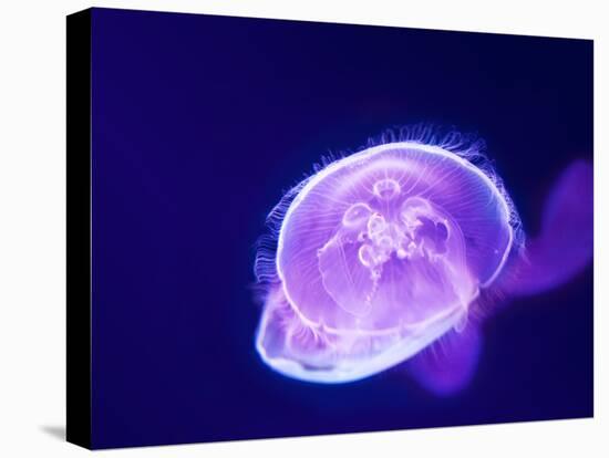 Purple Jellyfish-werny-Stretched Canvas