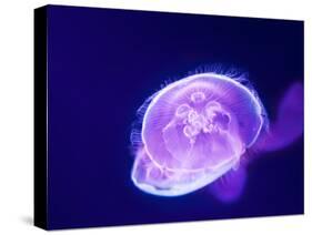 Purple Jellyfish-werny-Stretched Canvas