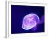 Purple Jellyfish-werny-Framed Photographic Print