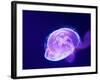 Purple Jellyfish-werny-Framed Photographic Print
