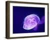 Purple Jellyfish-werny-Framed Photographic Print