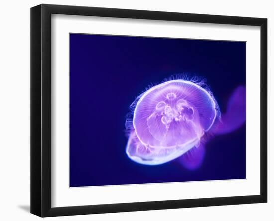 Purple Jellyfish-werny-Framed Photographic Print