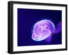 Purple Jellyfish-werny-Framed Photographic Print