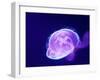 Purple Jellyfish-werny-Framed Photographic Print