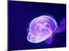 Purple Jellyfish-werny-Mounted Photographic Print