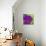 Purple Lab-MADdogART-Giclee Print displayed on a wall