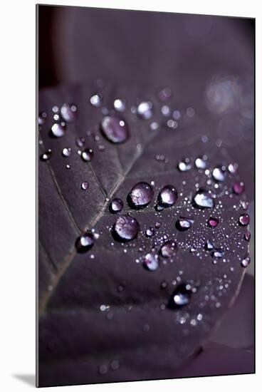 Purple Leaves II-K.B. White-Mounted Premium Photographic Print