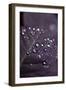 Purple Leaves II-K.B. White-Framed Photographic Print