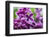 Purple lilac, USA-Lisa Engelbrecht-Framed Photographic Print