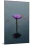 Purple Lily, 2021, (digital)-Scott J. Davis-Mounted Giclee Print