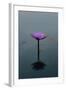 Purple Lily, 2021, (digital)-Scott J. Davis-Framed Giclee Print