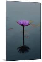 Purple Lily, 2021, (digital)-Scott J. Davis-Mounted Giclee Print