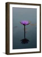 Purple Lily, 2021, (digital)-Scott J. Davis-Framed Giclee Print