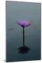 Purple Lily, 2021, (digital)-Scott J. Davis-Mounted Giclee Print