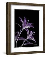 Purple Lily-Albert Koetsier-Framed Premium Giclee Print