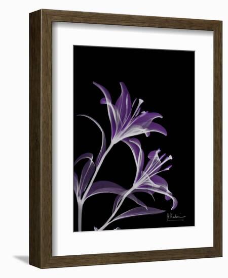 Purple Lily-Albert Koetsier-Framed Premium Giclee Print