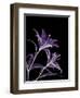 Purple Lily-Albert Koetsier-Framed Premium Giclee Print