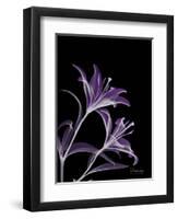 Purple Lily-Albert Koetsier-Framed Premium Giclee Print