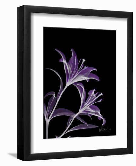 Purple Lily-Albert Koetsier-Framed Premium Giclee Print