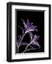 Purple Lily-Albert Koetsier-Framed Premium Giclee Print